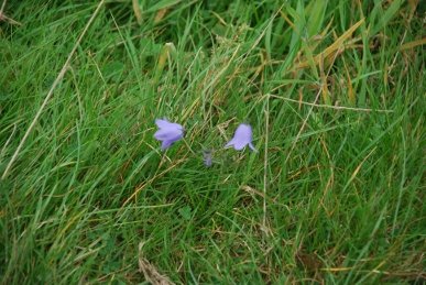 Harebells