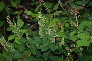 Wood Sage