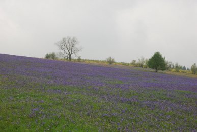 Bluebells