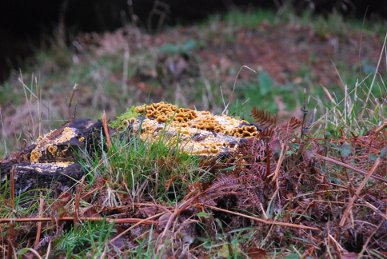 Fungus