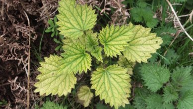 Nettle