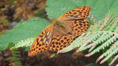 Fritillary