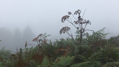 Umbellifers