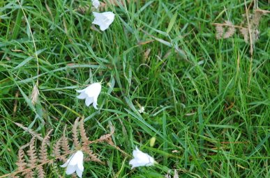 Harebells