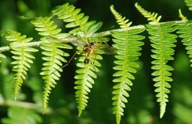 Crane Fly