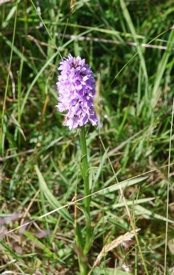 Orchid