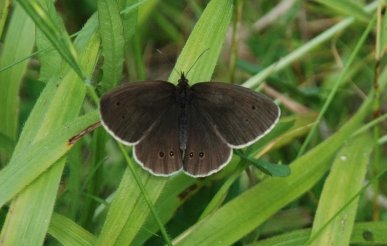 Ringlet
