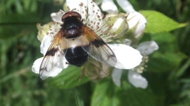Fly