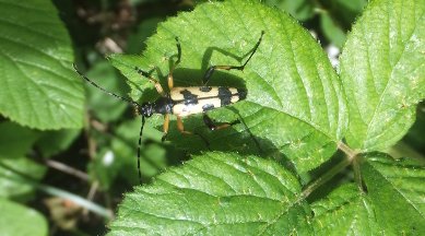 Beetle