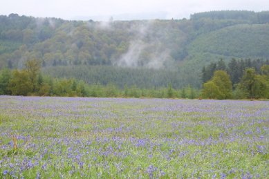 Bluebells