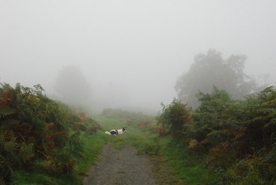 Misty