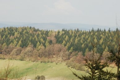 Bringewood