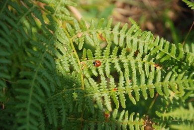 Ladybird