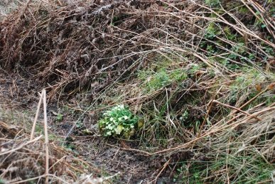 Primroses