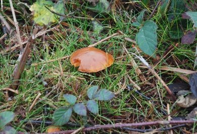 Fungi