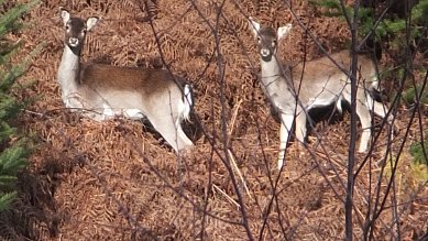 Deer