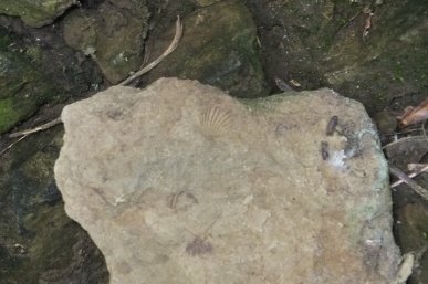 Fossil