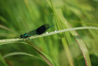 Agrion