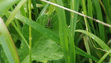 Scorpion Fly