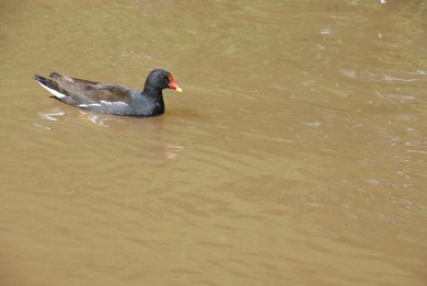 Moorhen