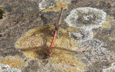 Damselflies
