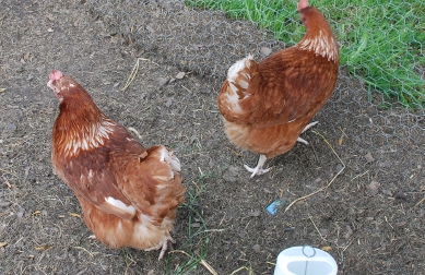 New chickens New Chickens