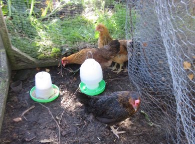 Hens