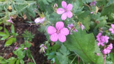 Cranesbills