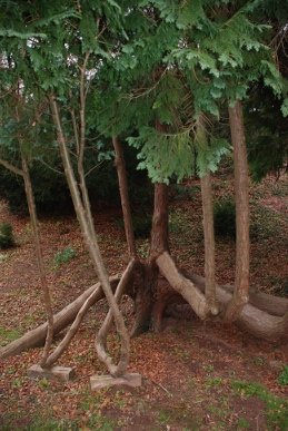 Leylandii