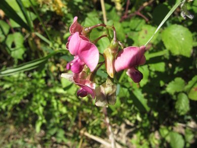 Sweetpea