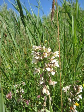 Marsh Helleborine