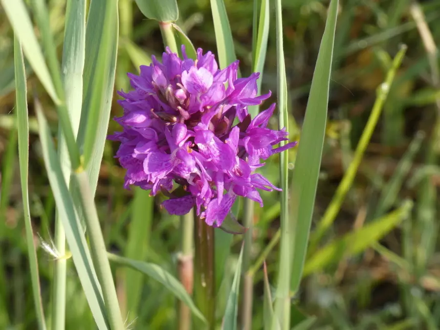 Orchid