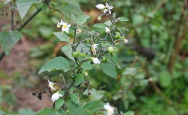 Nightshade