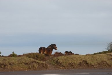 Exmoor Pony