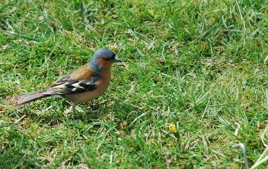 Chaffinch