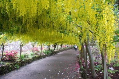 Laburnum Arch