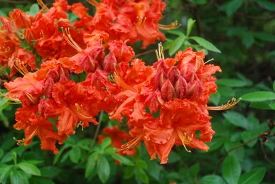 Rhododendron