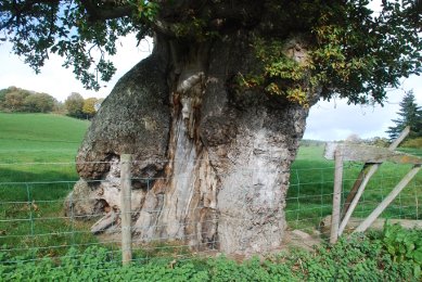 Oak