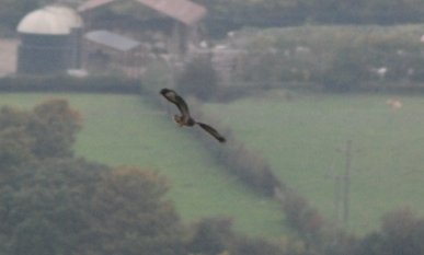 Buzzard