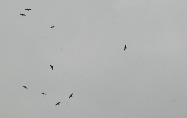 Ravens