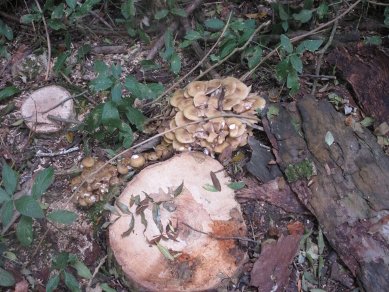 Fungus
