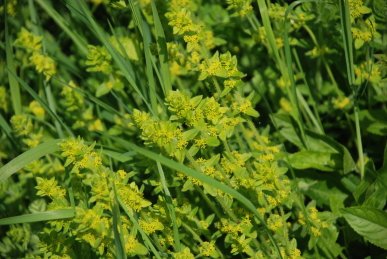 Crosswort
