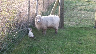 Ewe