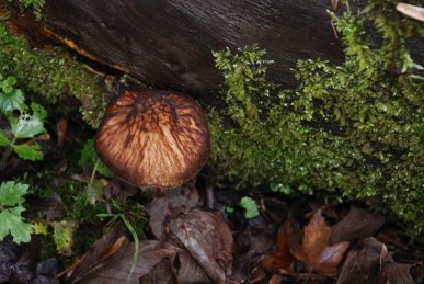Pluteus umbrosus