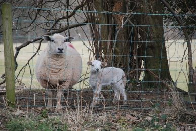 Ewe and Lamb