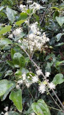 Old Man's Beard