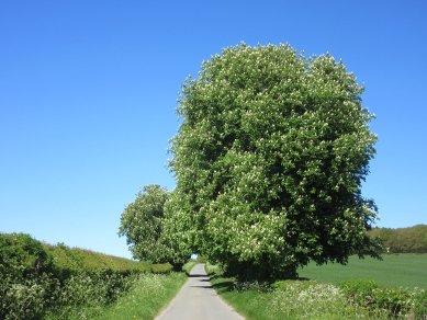 Road