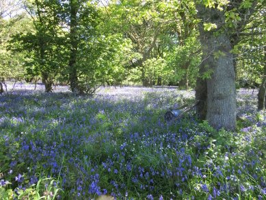 Coppice