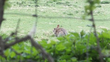 Rabbit