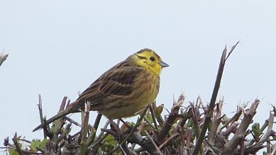 Yellowhammer